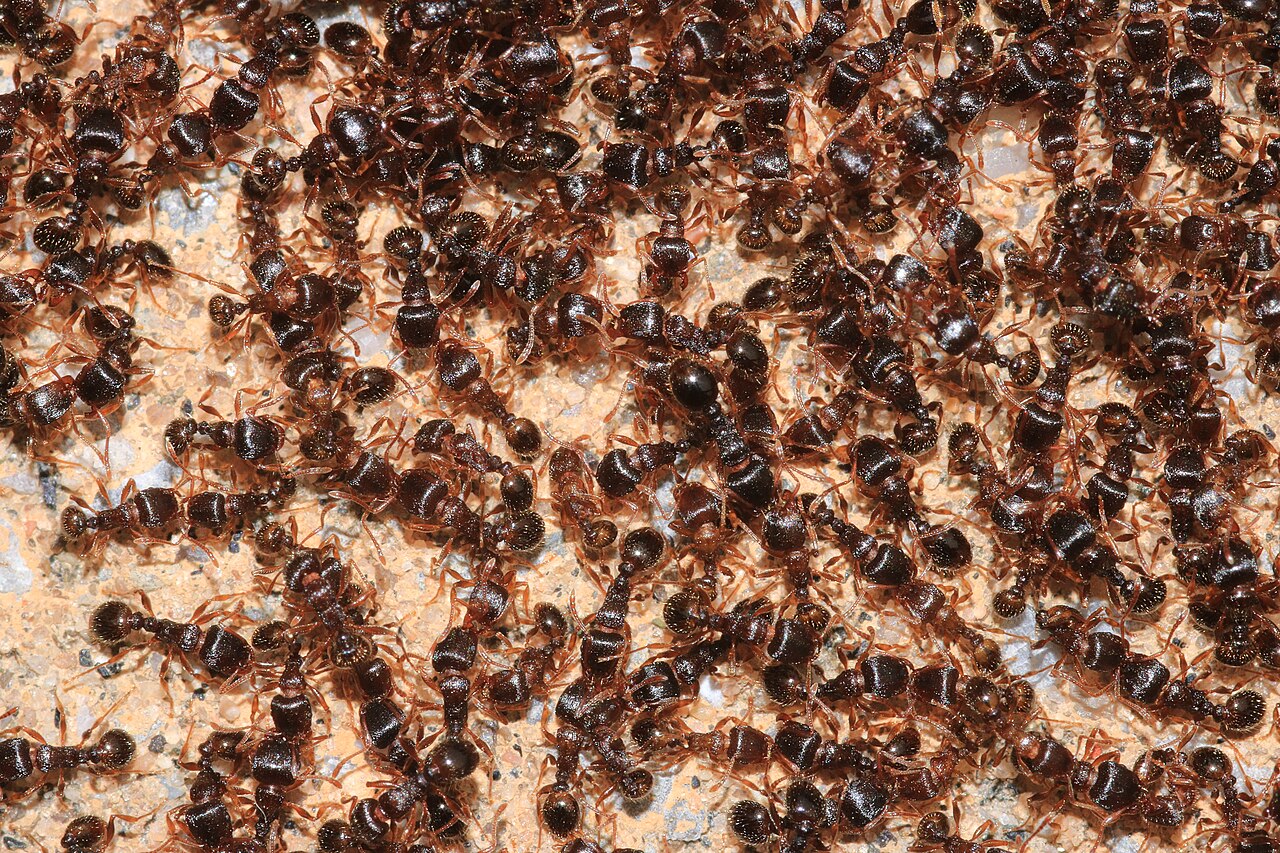 Trail of Argentine ants along a kitchen counter in a San Jacinto home