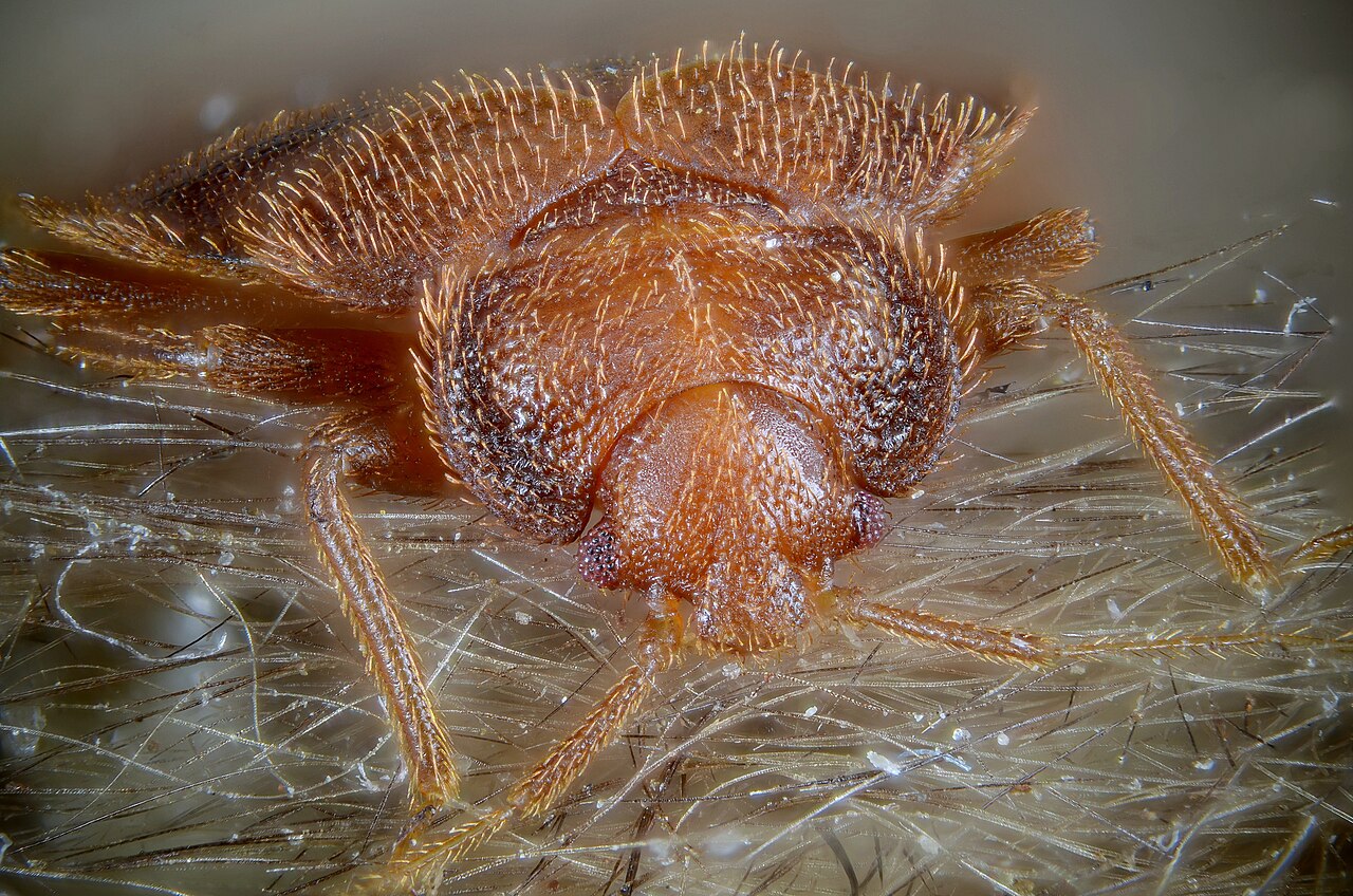 Bed bug and dark staining along a mattress seam in a San Jacinto home