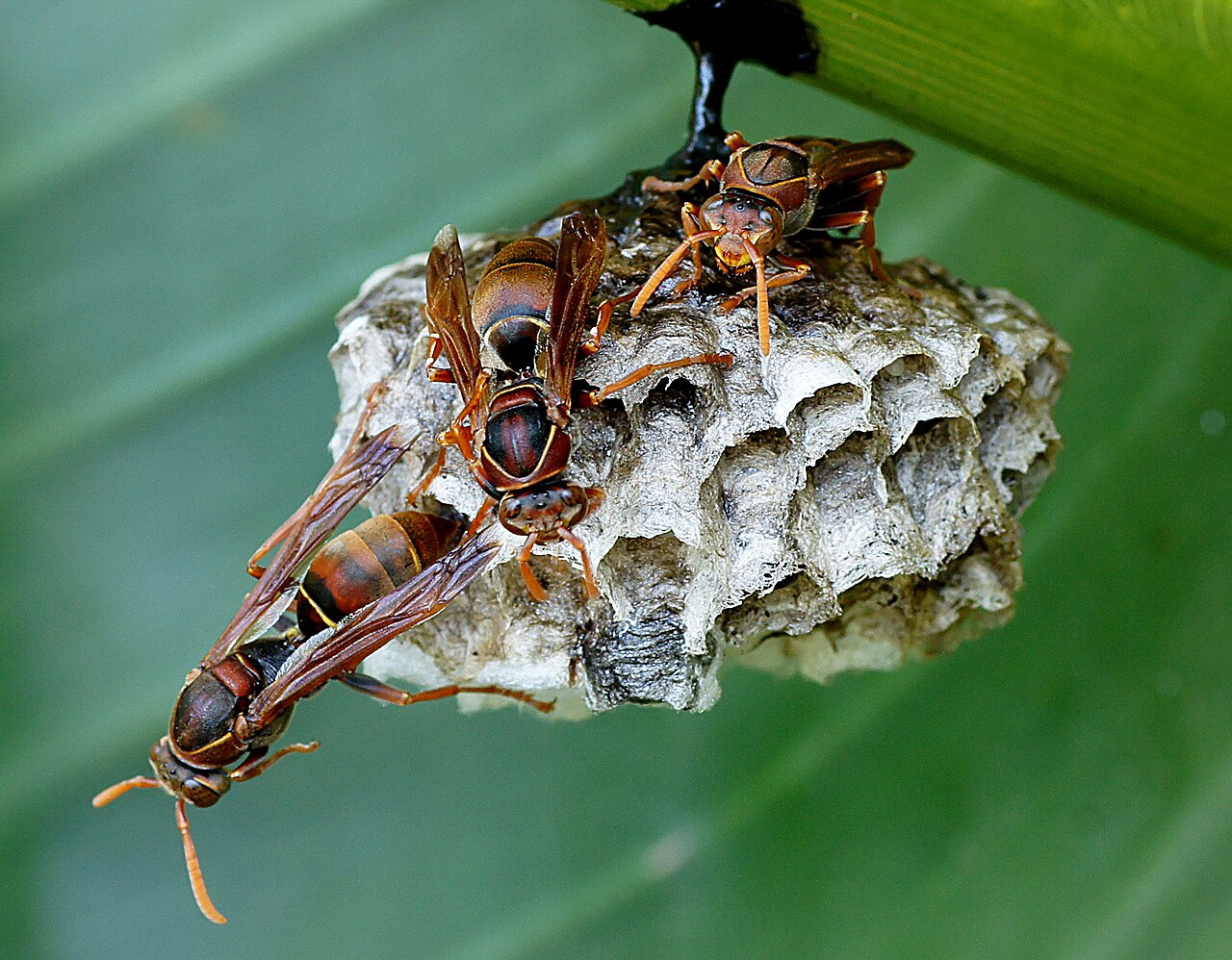 Honey bees on comb near a home in San Jacinto, California