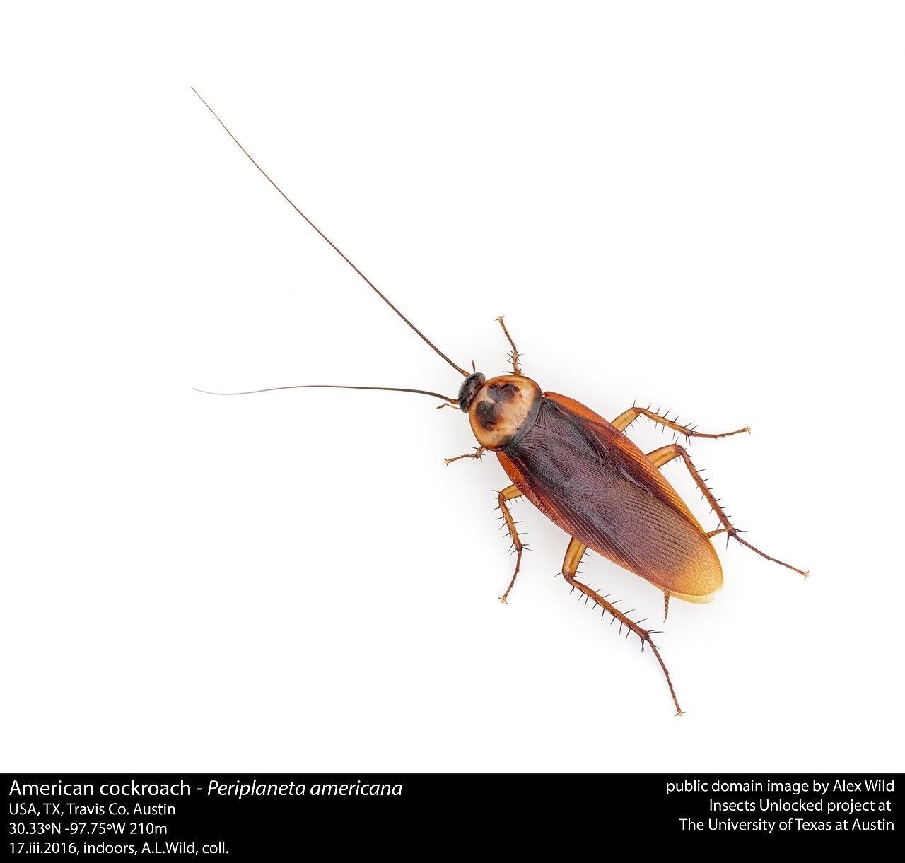 German cockroach on a kitchen cabinet edge in a San Jacinto home