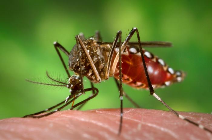 Close-up of a mosquito on skin near standing water in San Jacinto, CA