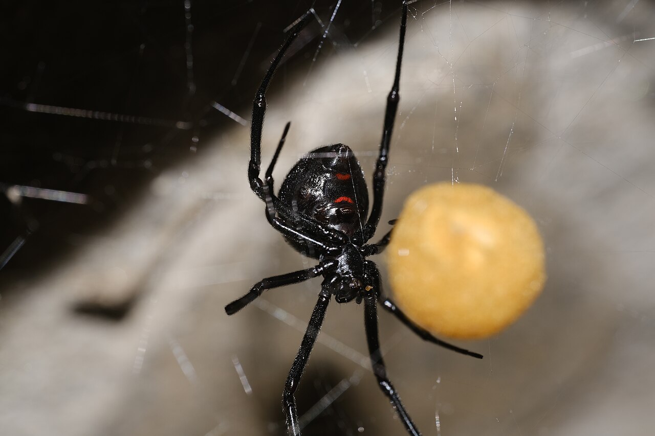 San Jacinto valley and foothill pests