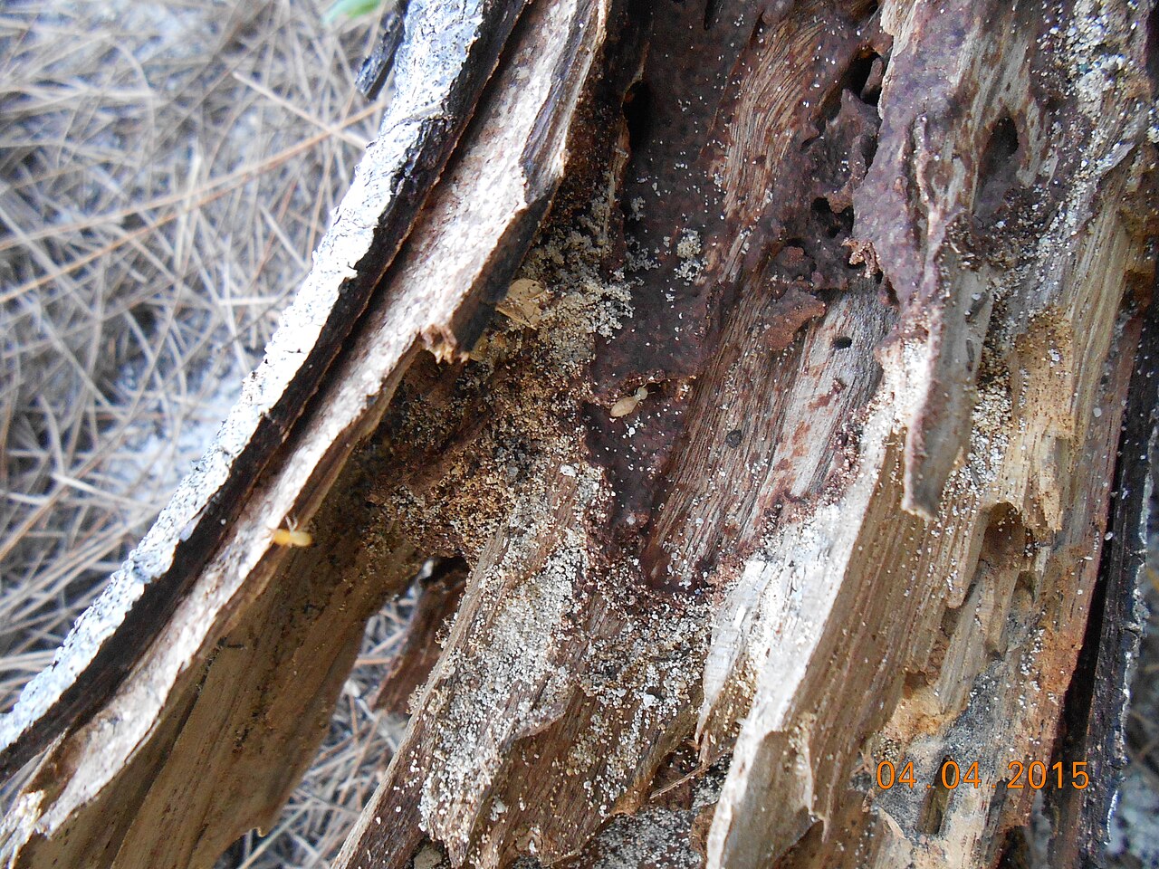 Pest control across San Jacinto, California
