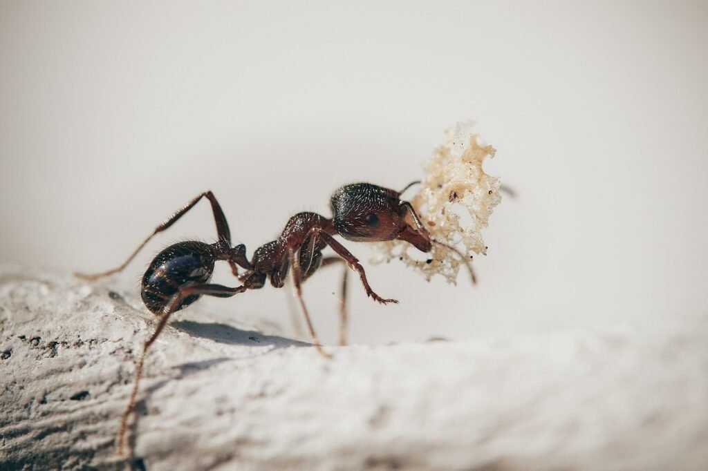 Close-up of an ant carrying food – professional Pest Control Service in San Jacinto for ant infestations.